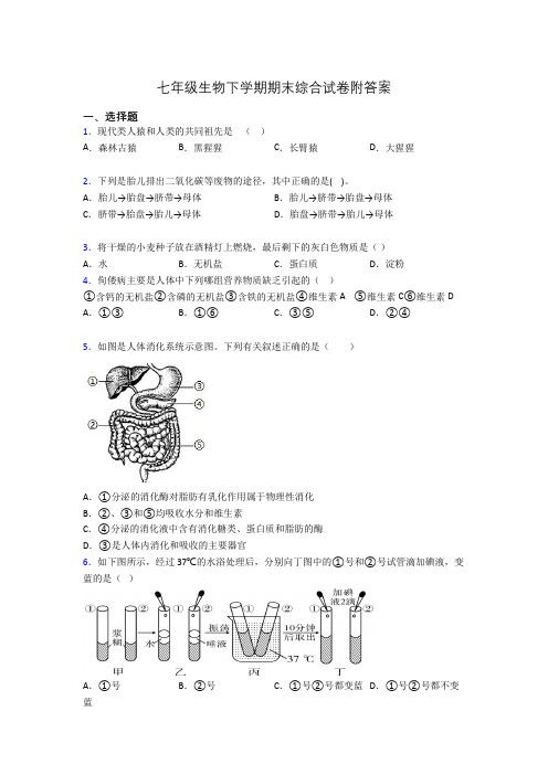 七年级生物下学期期末综合试卷附答案