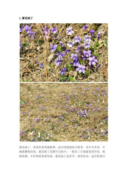 常见20种野花野草