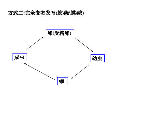 九年级科学生命的延续复习(PPT)4-1