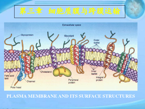 细胞生物学--细胞膜与跨膜运输  ppt课件