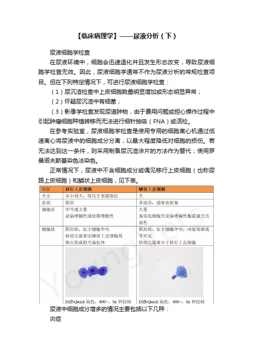 【临床病理学】——尿液分析（下）