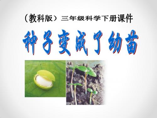 《种子变成了幼苗》植物的生长变化PPT课件3