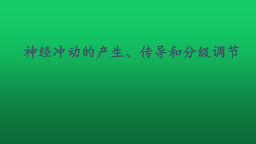 【课件】高三生物一轮复习课件： 神经冲动的产生、传导和分级调节