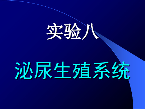 8.泌尿生殖系统   温州医科大学   基础医学院病理学实验讲义