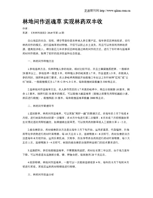 林地间作返魂草 实现林药双丰收