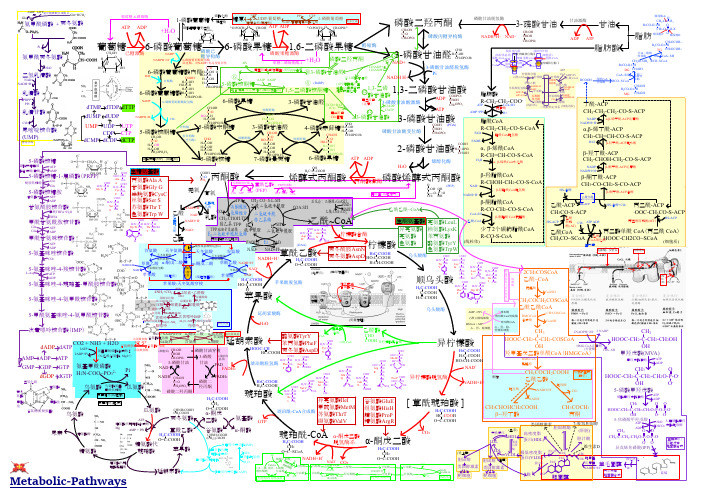 代谢途径Metabolic-Pathways