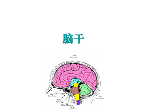 神经动物学-82脑干