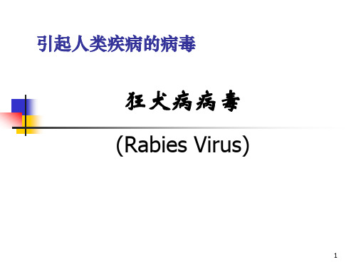 引起人类疾病的病毒ppt课件