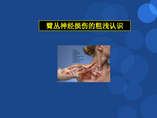 臂丛神经ppt参考课件