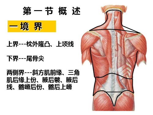 (精品)断层解剖学课件：脊柱四肢