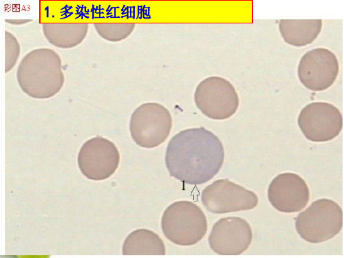 骨髓细胞图谱PPT012