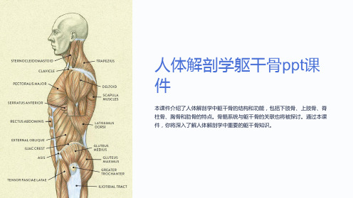 人体解剖学躯干骨课件