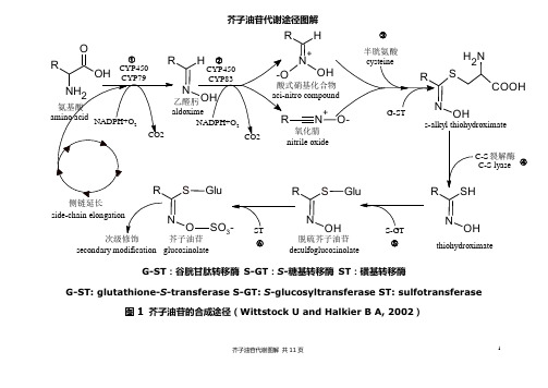 芥子油苷代谢途径图解讲解