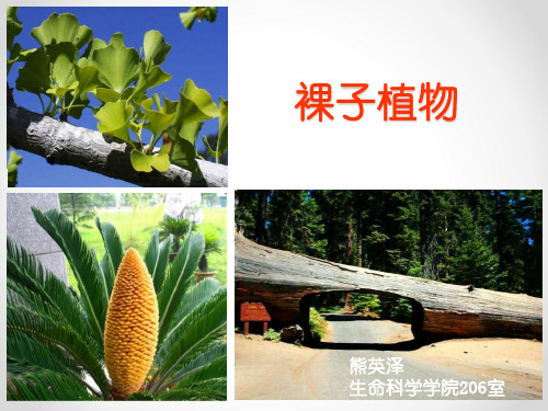 裸子植物分类2018