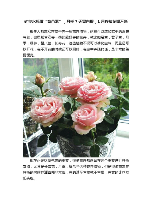 矿泉水瓶做“育苗器”，月季7天冒白根，1月移植花期不断