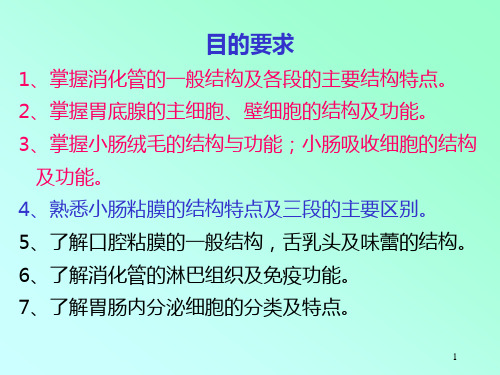 消化系统--消化管PPT课件