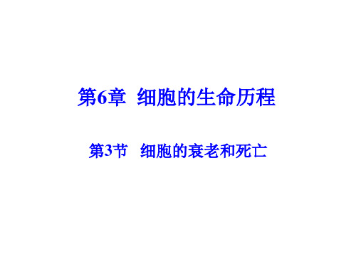 人教版高中生物必修第2册 细胞的衰老与死亡