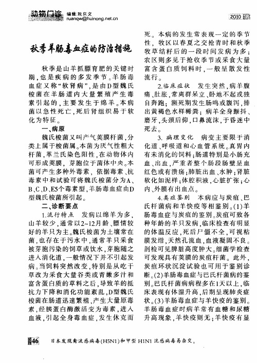 秋季羊肠毒血症的防治措施