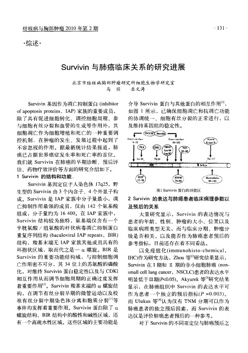 Survivin与肺癌临床关系的研究进展