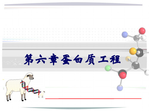 蛋白质工程