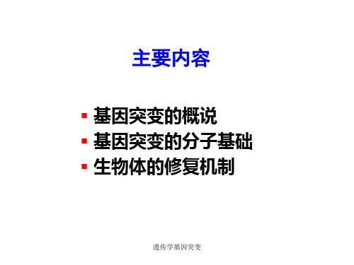 遗传学基因突变课件.ppt