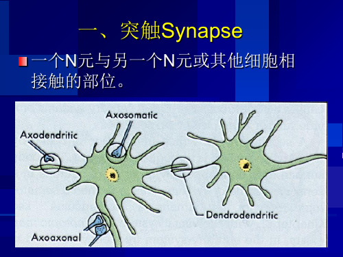 神经元之间的联系PPT课件教学提纲.ppt