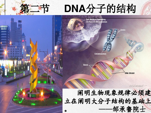 新版人教版高中生物《 DNA分子的结构》(共20张PPT)学习演示PPT课件