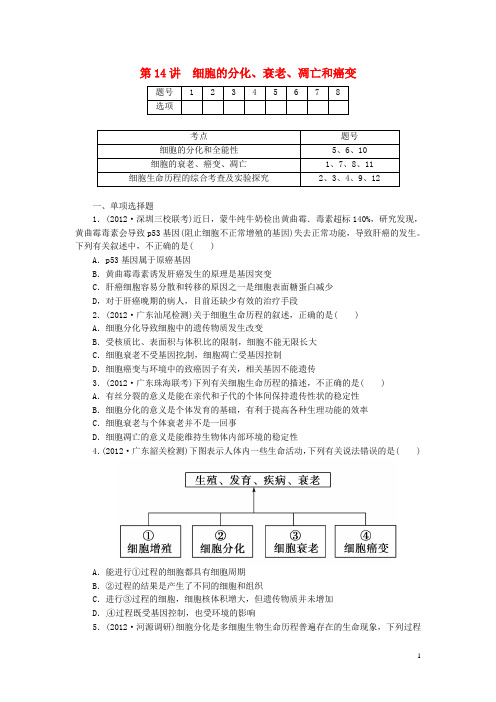 高考生物总复习 第四单元 第14讲 细胞的分化、衰老、凋亡和癌变课时精练 新人教版