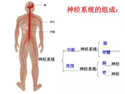 课件初中生物_神经系统上课2