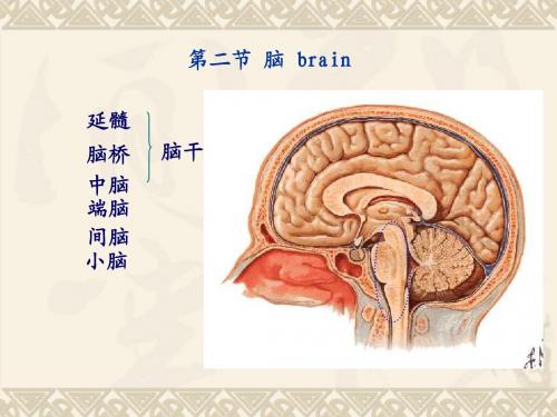 大学精品课件：脑干内部结构及小脑