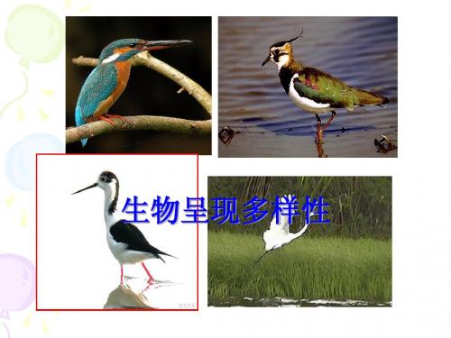 人教版教学课件山东省新泰市第二中学2011-2012学年生物 生物呈现多样性(课件)