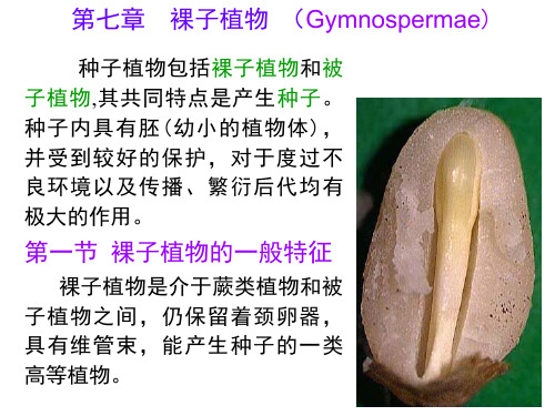 第七章裸子植物