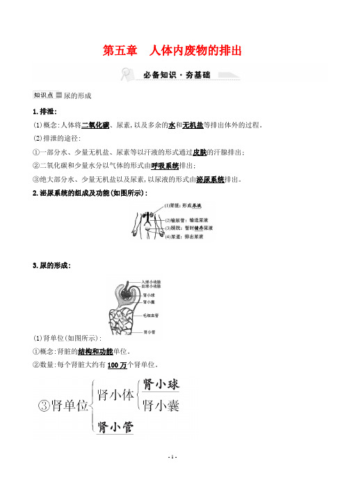 最新人教版中考生物同步知识点复习第四单元  第五章人体内废物的排出