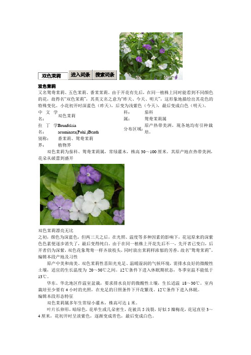 双色茉莉