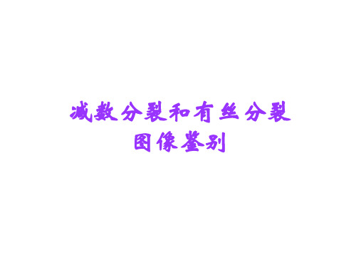 减数分裂和有丝分裂图像鉴定-文档资料12页