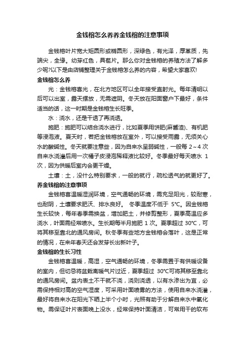 金钱榕怎么养养金钱榕的注意事项