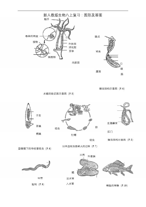 最新人教版八年级生物上册复习：图形及答案