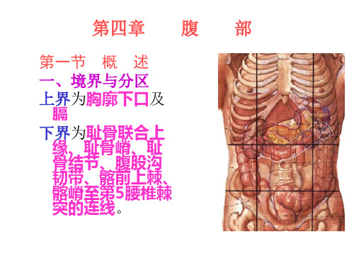 局部解剖学(腹部)