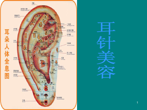 中医耳穴PPT幻灯片课件