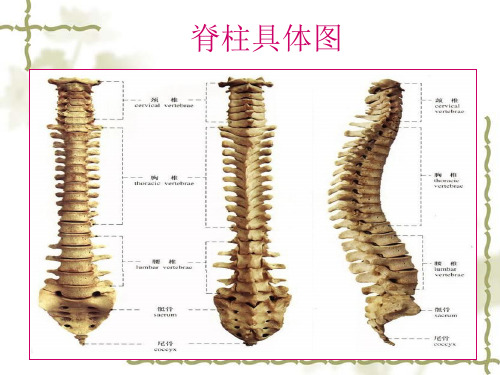 脊髓损伤平面