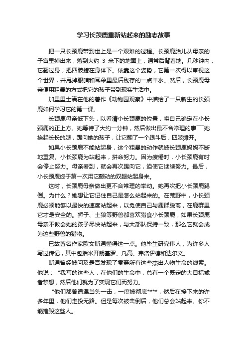 学习长颈鹿重新站起来的励志故事