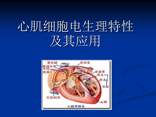 心肌电生理