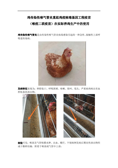 鸡传染性喉气管炎重组鸡痘病毒基因工程疫苗喉痘二联疫苗在养鸡生产中的使用