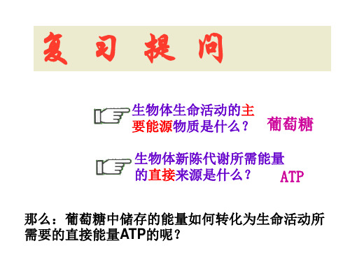 细胞呼吸第二课时