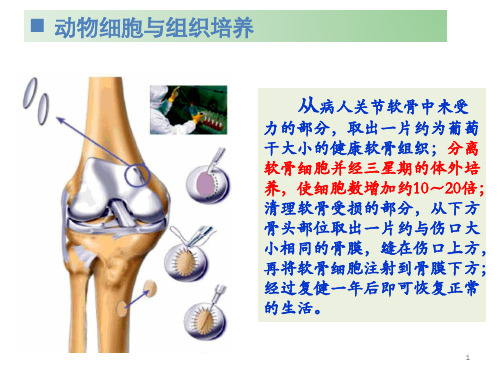 My动物细胞工程