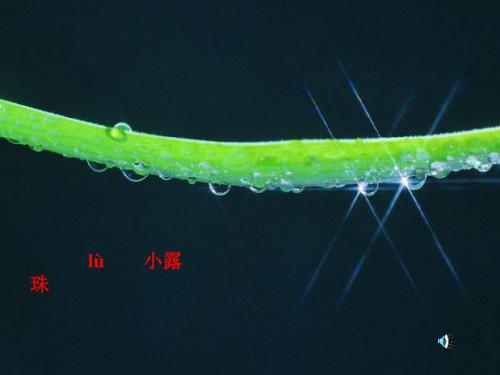 苏教版三年级上册语文《小露珠》公开课课件PPT