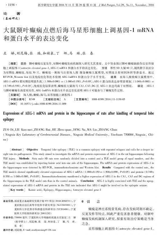 大鼠颞叶癫痫点燃后海马星形细胞上调基因-1mRNA和蛋白水平的表达变化