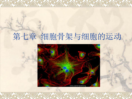 细胞生物学课程第7章(细胞骨架 医学院)