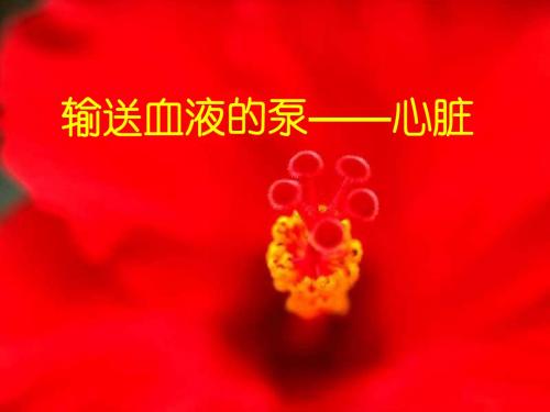 生物：4.4.3《输送血液的泵——心脏》课件2(人教版七年级下)