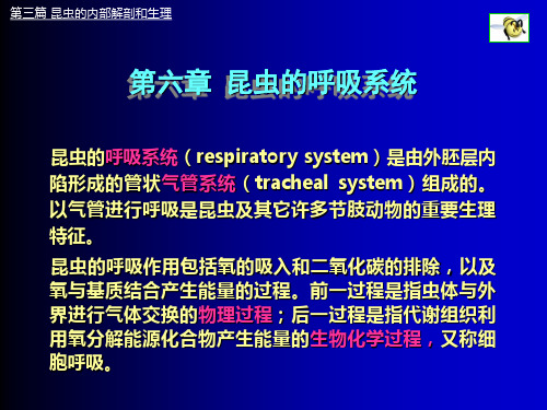 第三节昆虫的呼吸系统解析